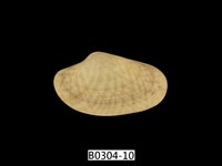 藏品(波紋橫簾蛤)的圖片